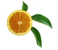 Halved orange