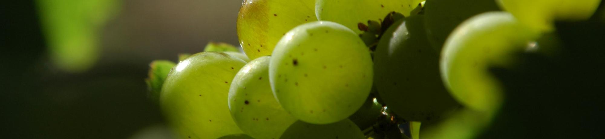 grapes1